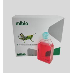 兔羊膜間質(zhì)細胞主圖