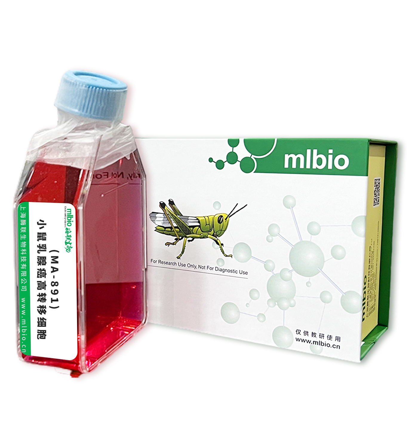 (MA-891)小鼠乳腺癌高轉(zhuǎn)移細(xì)胞主圖