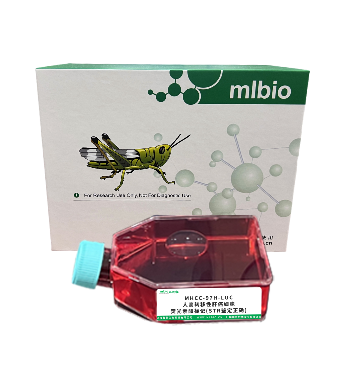 MHCC-97H-LUC/人高转移性肝癌细胞-荧光素酶标记(STR鉴定正确)主图