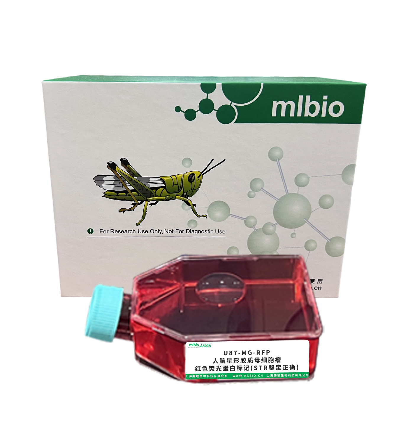 U87-MG-RFP/人脑星形胶质母细胞瘤-红色荧光蛋白标记(STR鉴定正确)主图