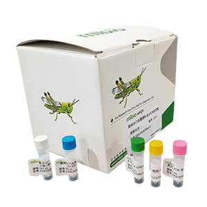 口蹄疫病毒C亞型探針?lè)╭RT-PCR試劑盒(不含內(nèi)參)主圖